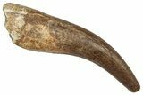 Fossil Plesiosaur (Zarafasaura) Tooth - Morocco #344248-1